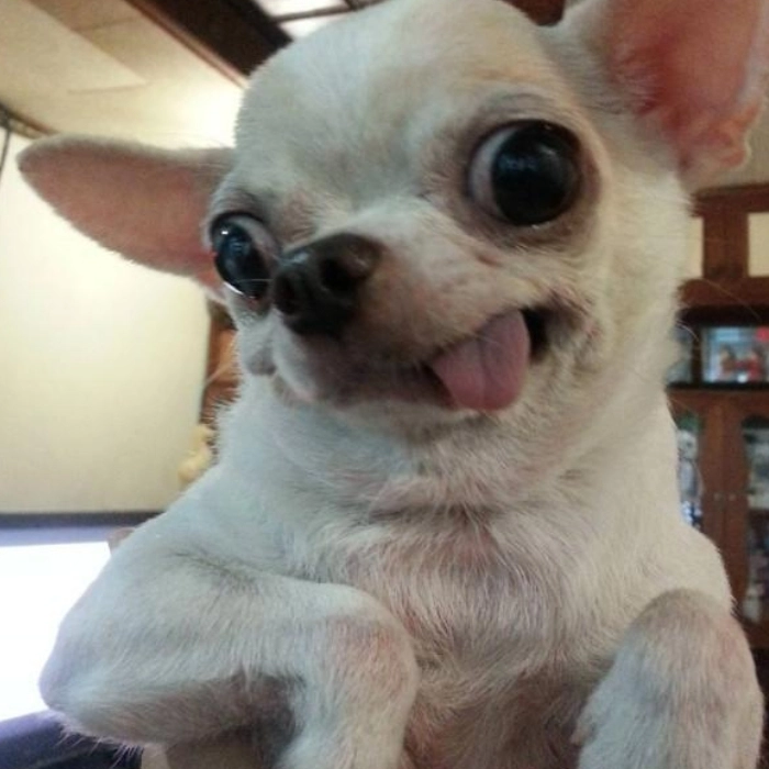 chihuahua meme