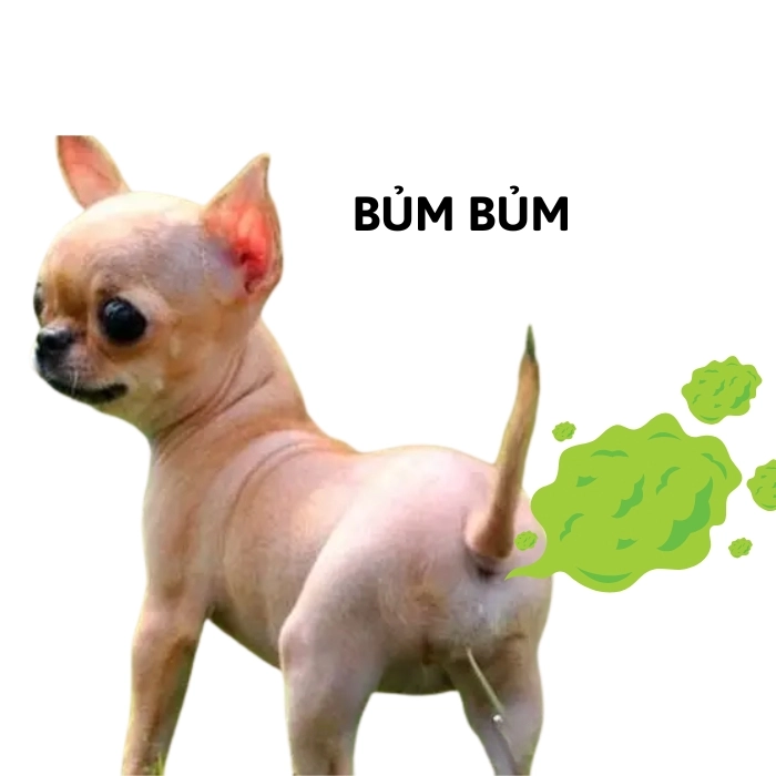 chó chihuahua meme bựa