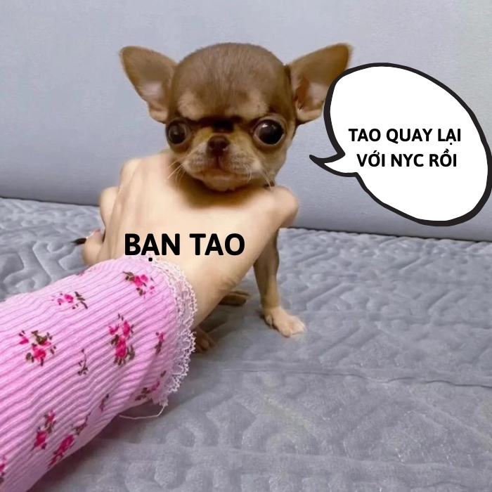 chó chihuahua meme chế hài
