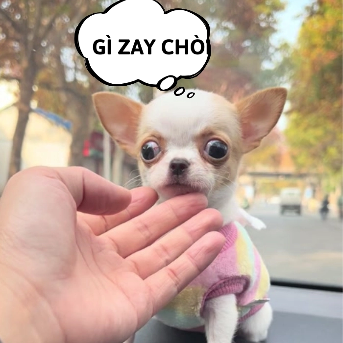 chó chihuahua meme chế vui