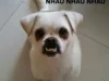 Cười xỉu với 187+ ảnh chihuahua meme cute hài hước nhất
