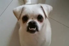 Cười xỉu với 187+ ảnh chihuahua meme cute hài hước nhất