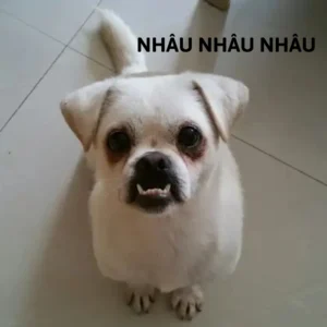 chó chihuahua meme hài