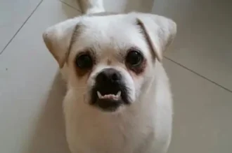 Cười xỉu với 187+ ảnh chihuahua meme cute hài hước nhất