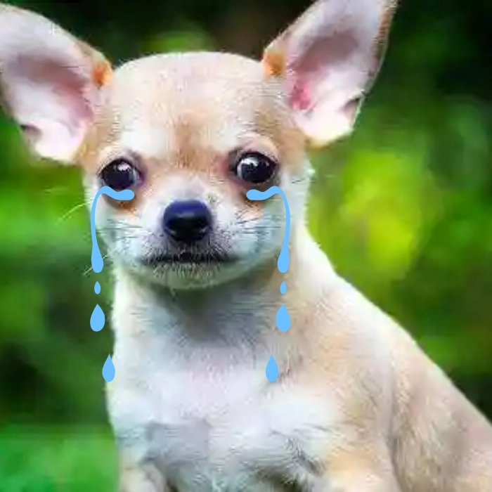 chó chihuahua meme khóc