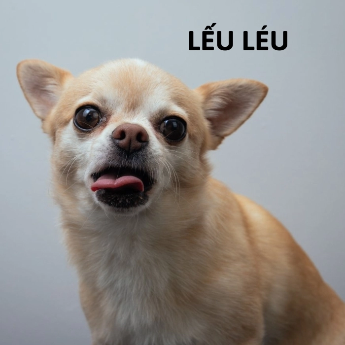chó chihuahua m1eme lêu lêi