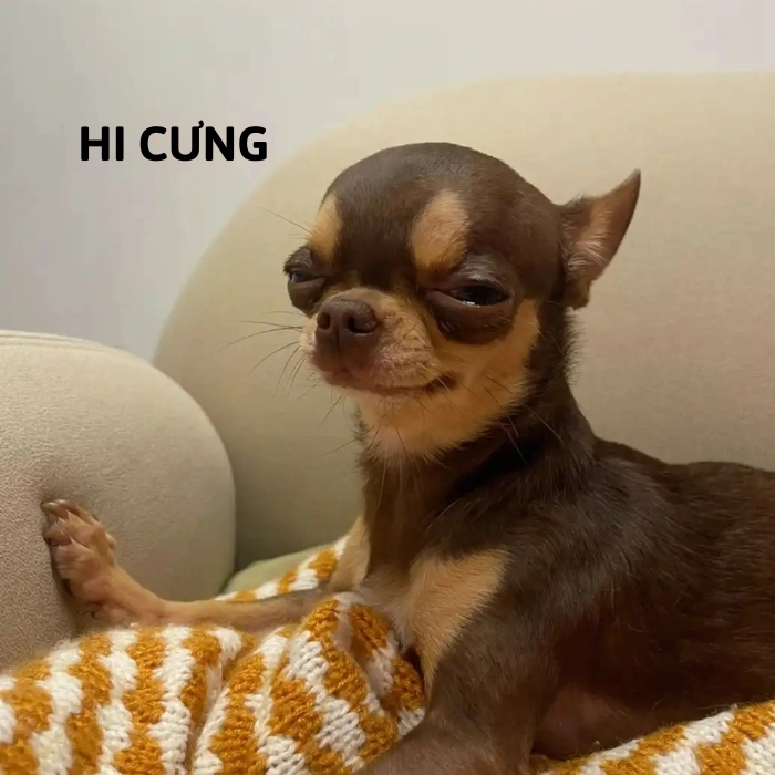 hình ảnh chihuahua meme