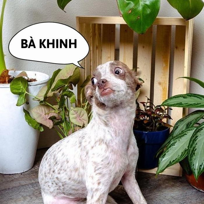 hình ảnh chó chihuahua meme