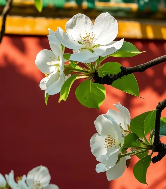 hình ảnh hoa lê đẹp nhất