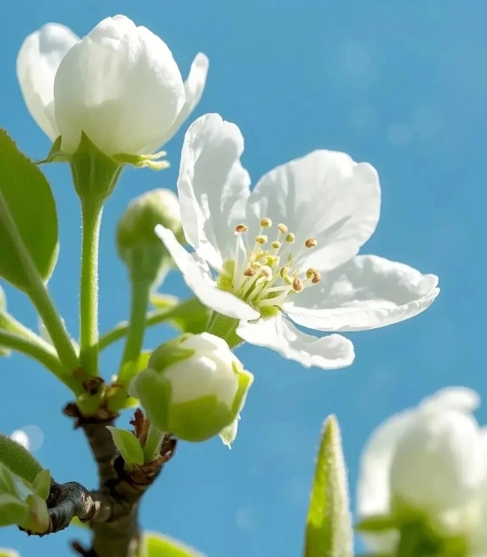 hình ảnh hoa lê dưới ánh nắng