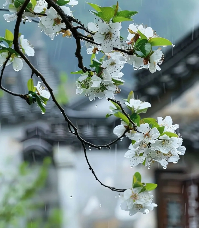 hình ảnh hoa lê dưới sương