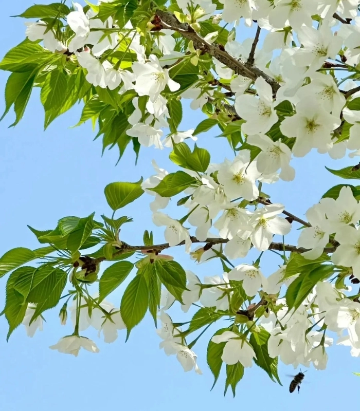 hình ảnh hoa lê dưới trời xanh