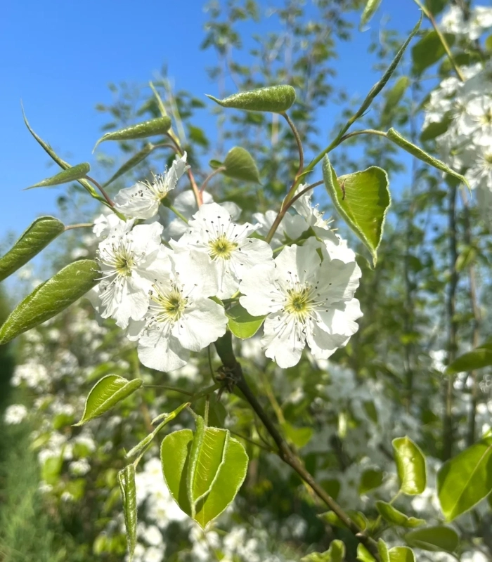 hình ảnh hoa lê khoe sắc