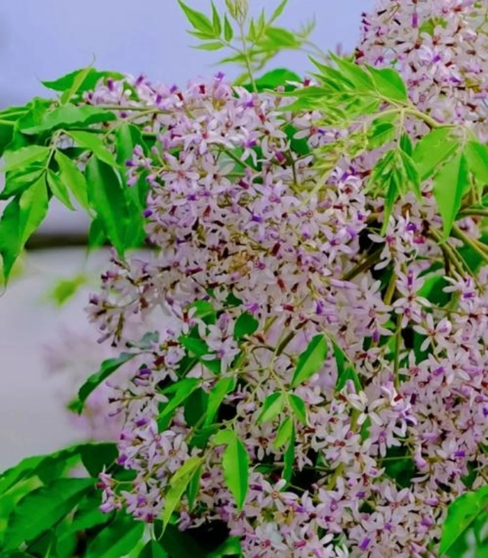 hình ảnh hoa xoan đẹp dịu dàng