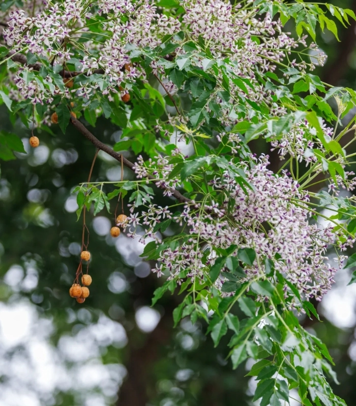 hình ảnh những bông hoa xoan nở