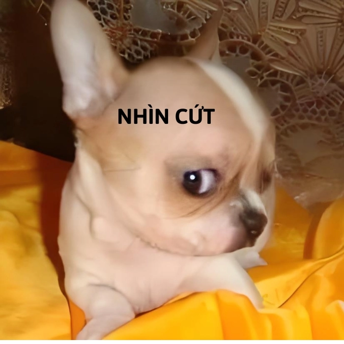 hình chihuahua meme