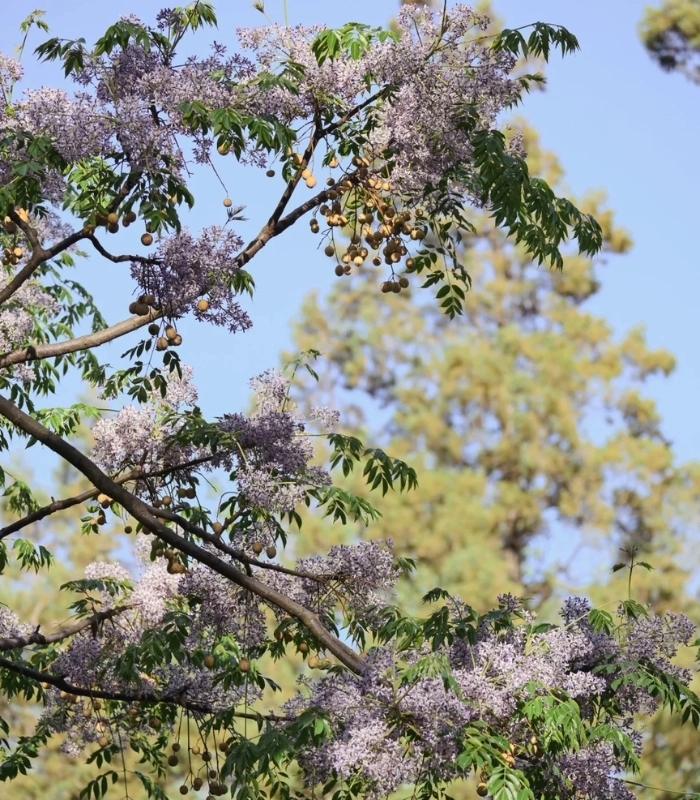 hình chụp hoa xoan