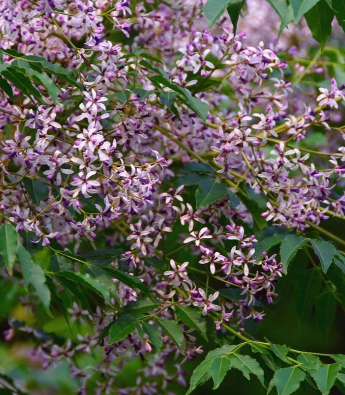 hình hoa xoan nở rộ