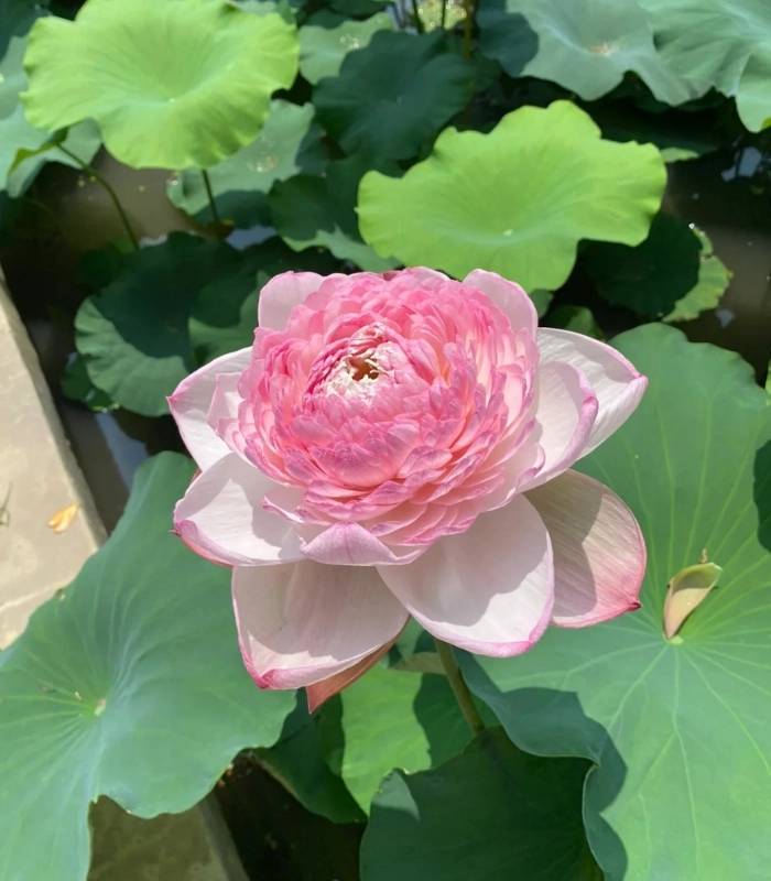 hoa 1 bông dưới nắng