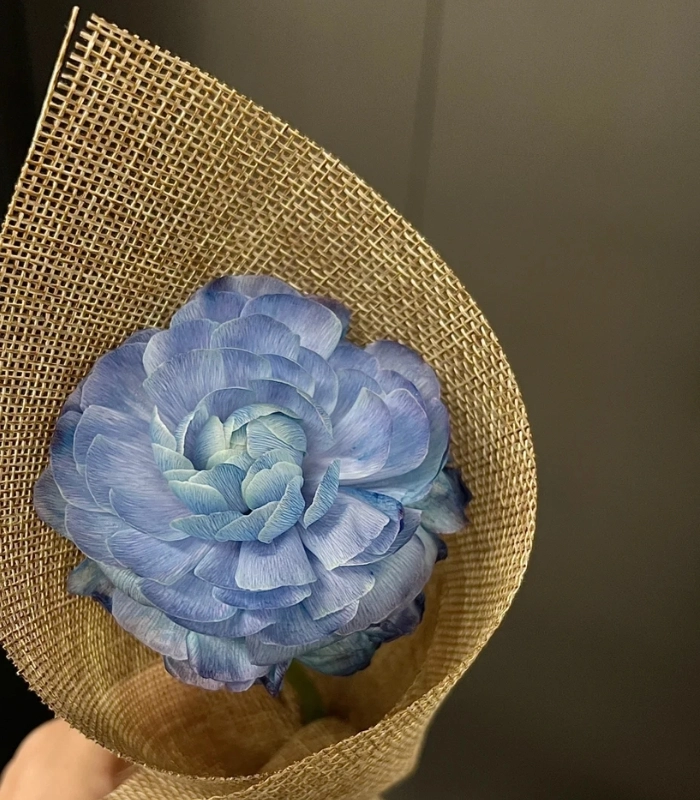hoa 1 bông nở rộ siêu đẹp
