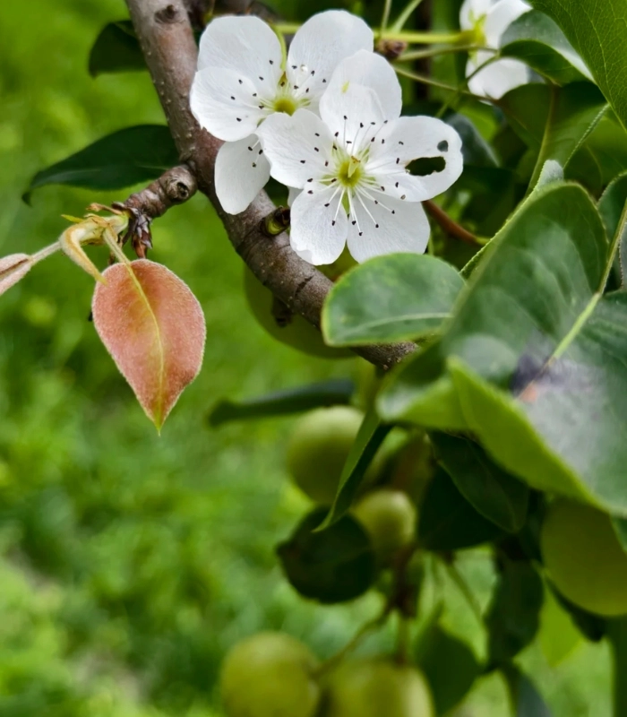 hoa lê nhẹ nhàng khoe sắc dưới nắng