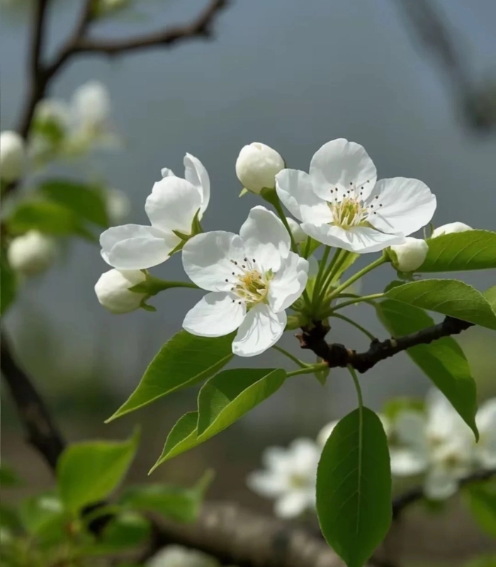 hoa lê xinh xắn tỏa sáng