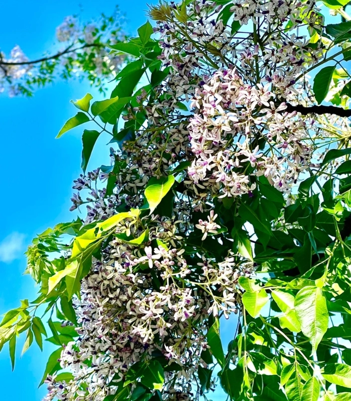 hoa xoan dưới nắng