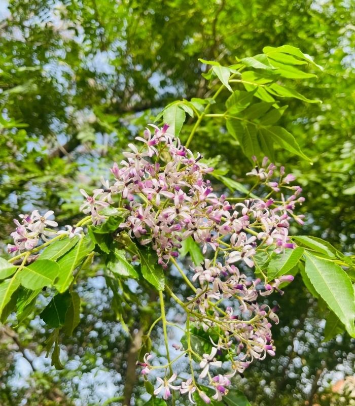 hoa xoan trắng trong nắng