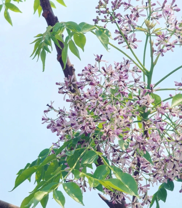 hoa xoan với cánh hoa mỏng