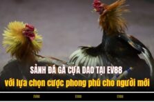 Đá Gà Cựa Dao AB77 – Bộ Môn Hấp Dẫn Không Thể Bỏ Lỡ