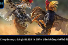 Đá Gà BL555: Trải Nghiệm Kịch Tính, Đặt Cược Thả Ga