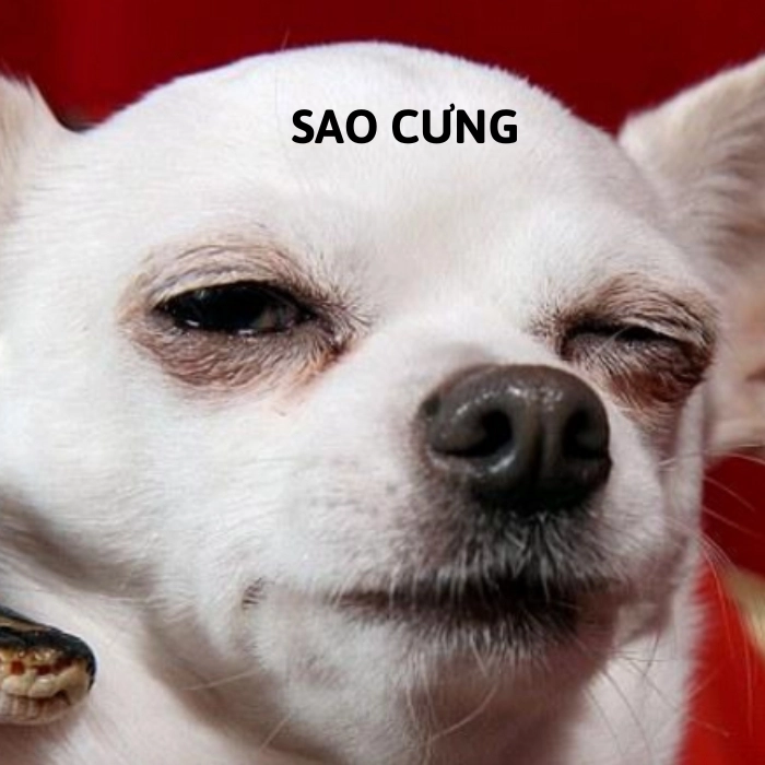 meme chihuahua chế