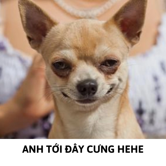 meme chihuahua hài hước