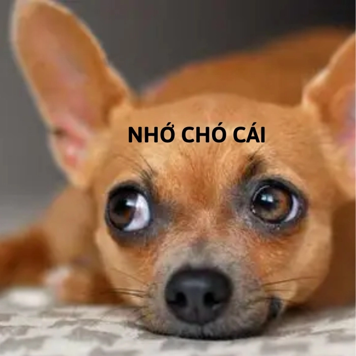 meme chihuahua