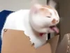 Xem ngay loạt meme oẹ siêu hài khiến bạn cười ra nước mắt