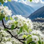 những cánh hoa lê trắng mịn màng