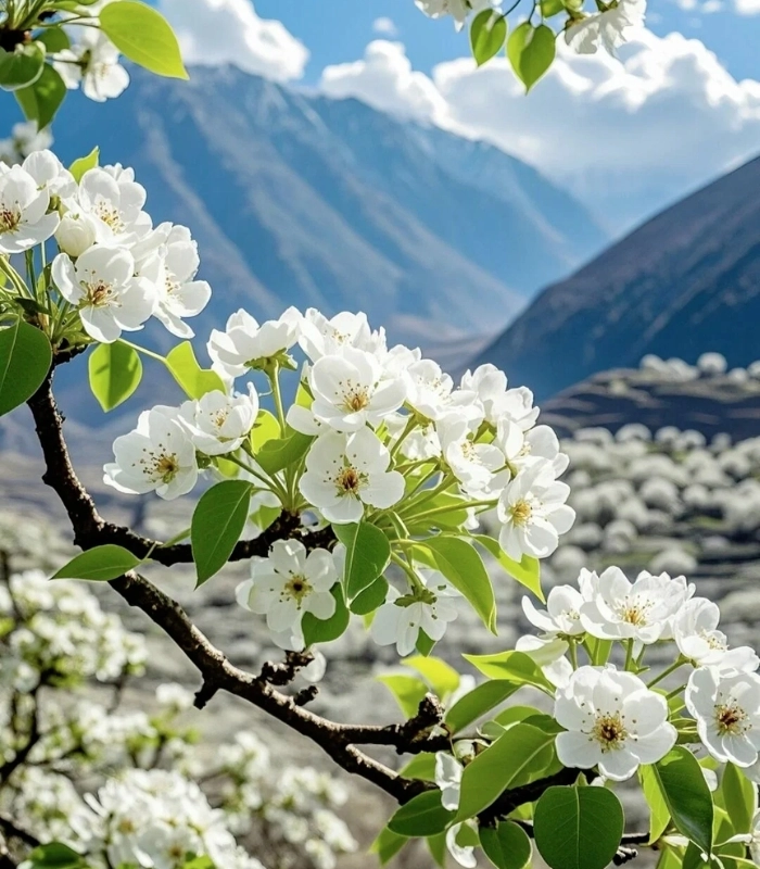 những cánh hoa lê trắng mịn màng