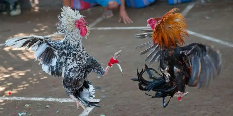 Đá gà cựa sắt 77ball – Thử sức với đấu trường đỉnh cao