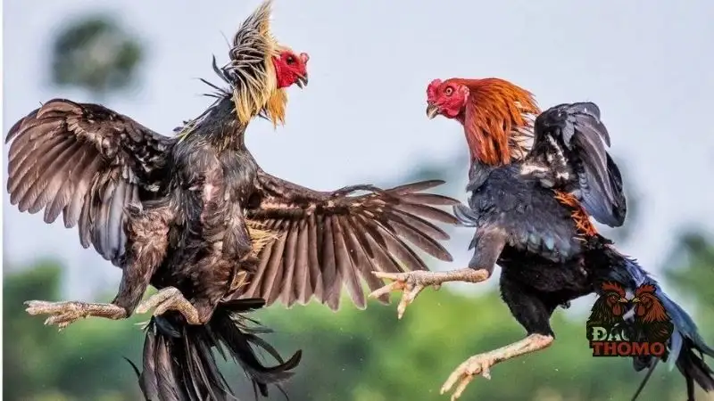 Kinh nghiệm thắng trong đá gà cựa sắt 77ball