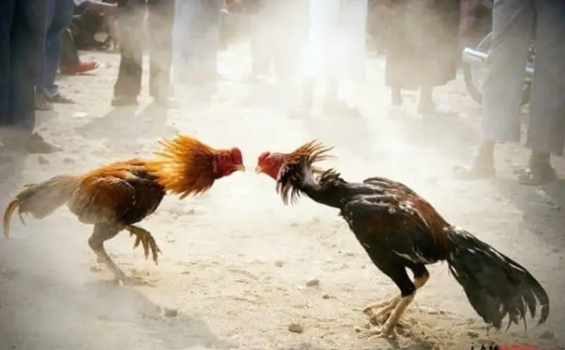 Cách phân tích trận đấu đá gà nhanh chóng hiệu quả
