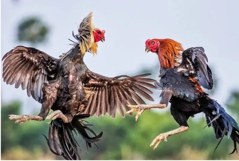 Lựa chọn cửa cược Đá Gà Thomo 0123WIN thông minh