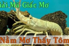  Giải mã giấc mơ thấy tôm đánh đề: Bí mật ẩn sau những con số may mắn