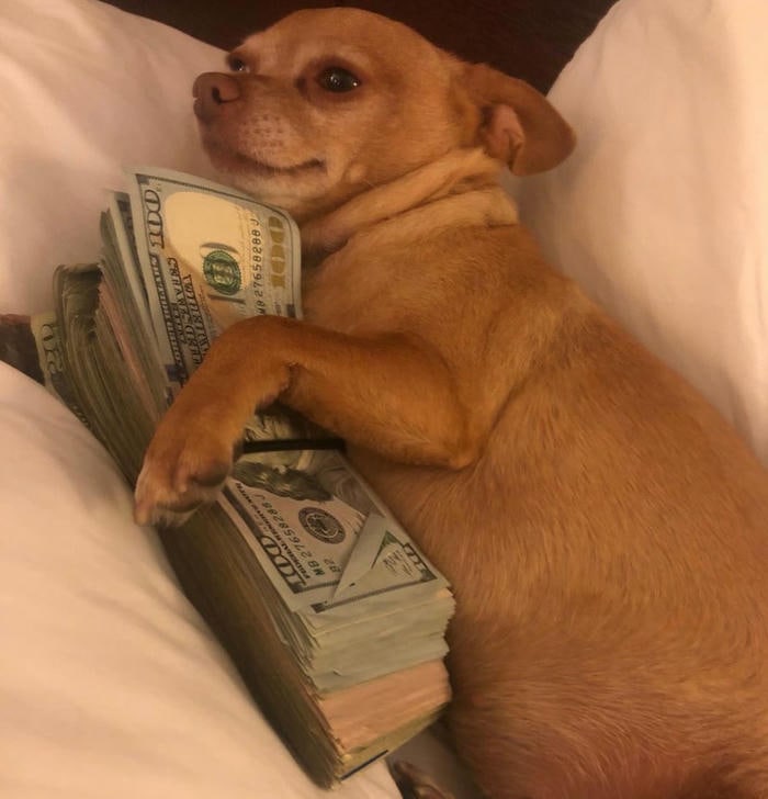 meme chó ôm tiền