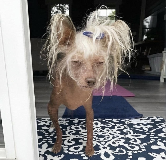 Ảnh chó bựa hài hước meme