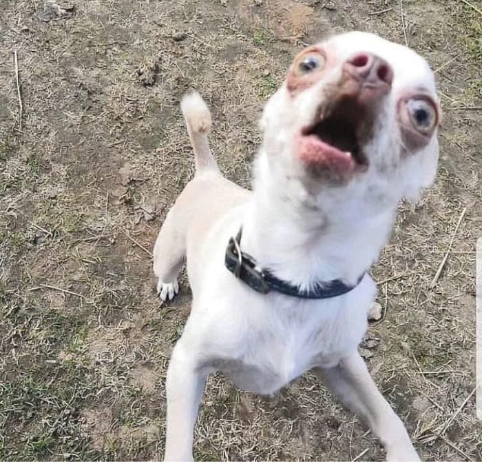 Ảnh chó bựa meme mặn mòi