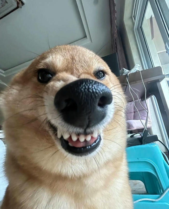 Ảnh con chó meme bựa coi mà buồn cười