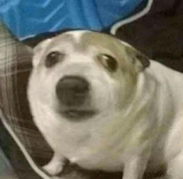 Ảnh con chó meme bựa lầy lội vô tri