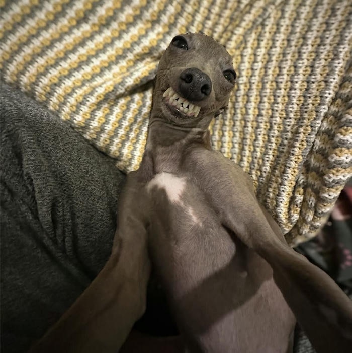 Ảnh cực nổi meme chó bựa lầy lội