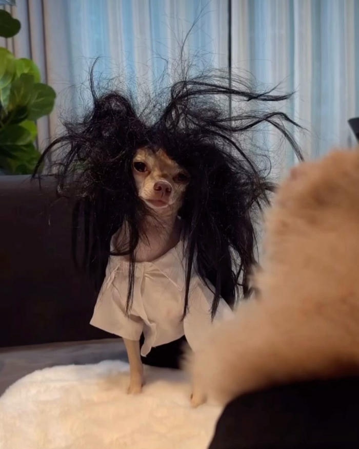 Ảnh meme bựa hài hước