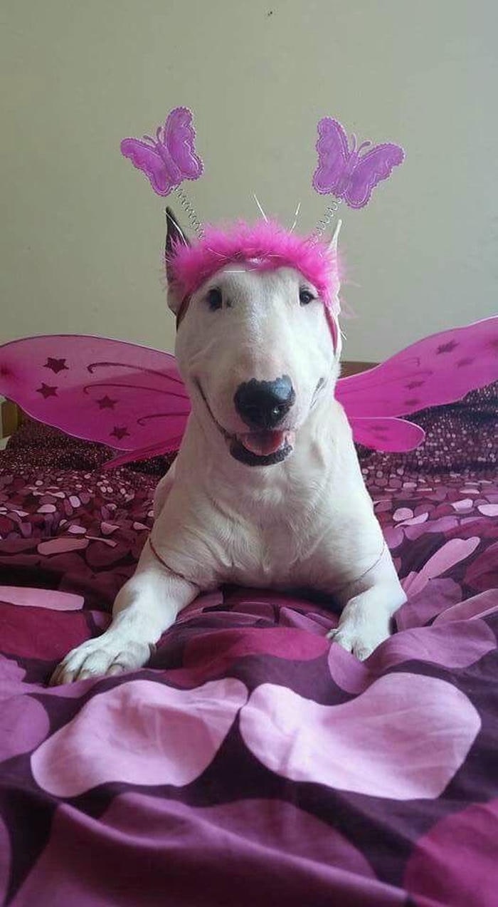 Ảnh meme chó bựa hài hước lầy